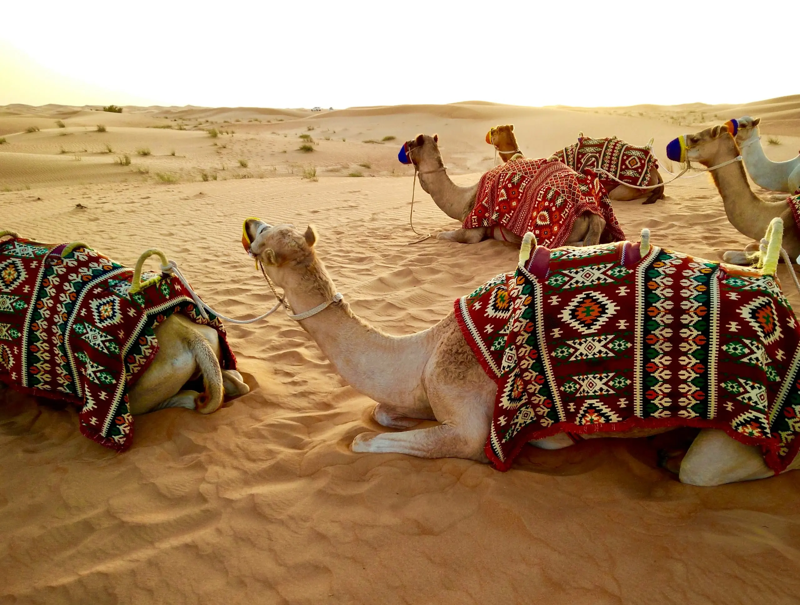 Camels resting on the dunes of the Dubai desert