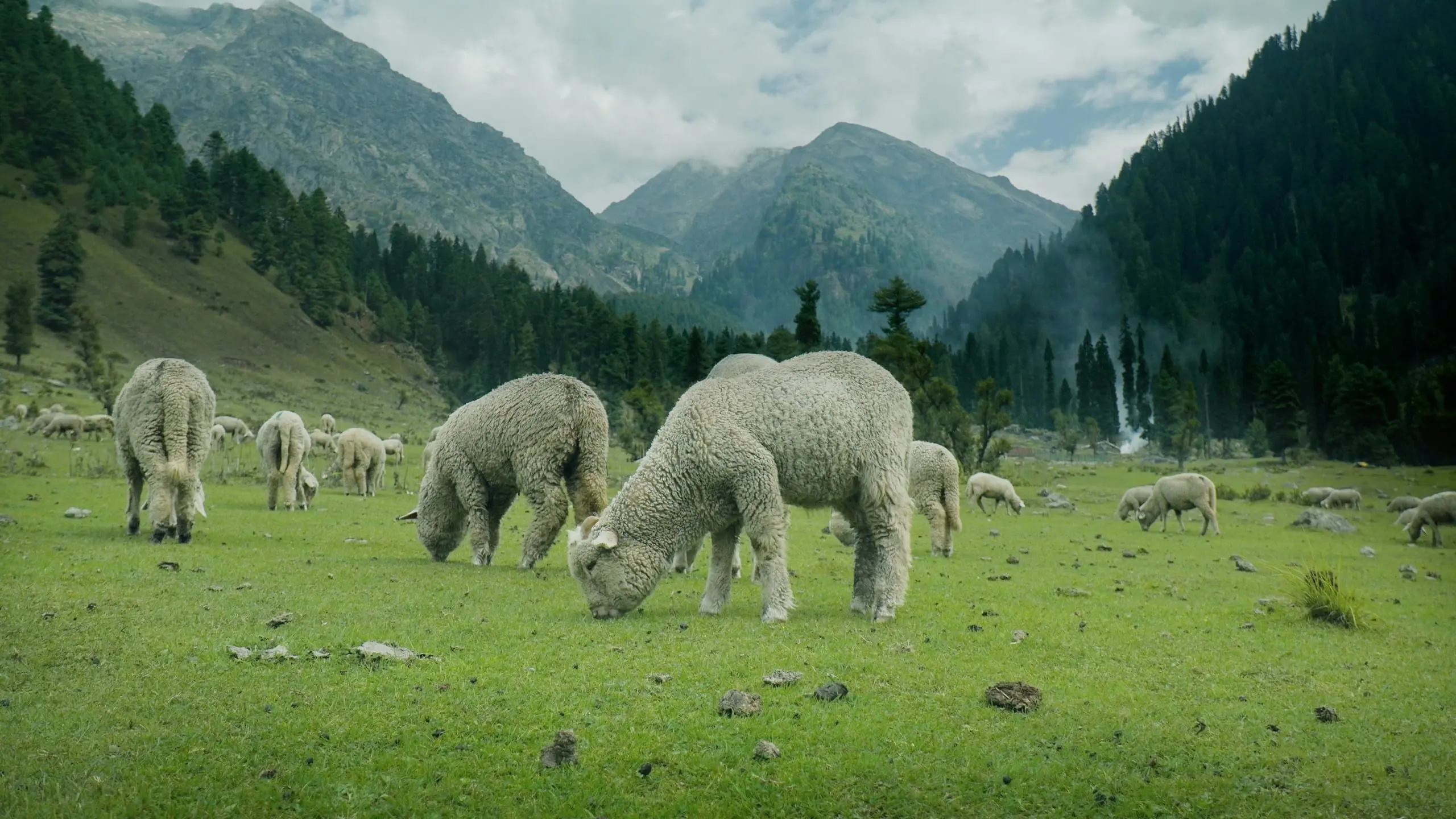 Sheep grazing in a green meadow near Pahalgam