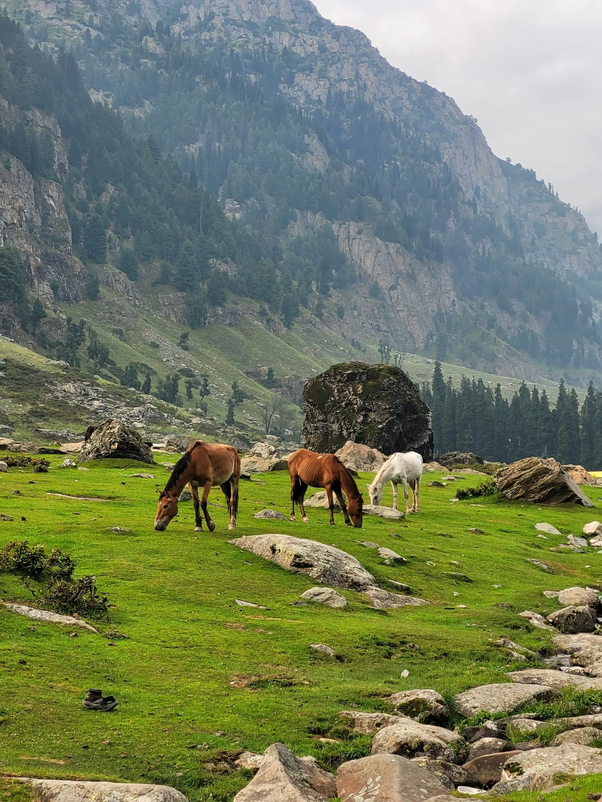 Horses grazing in an alpine meadow at Sonmarg